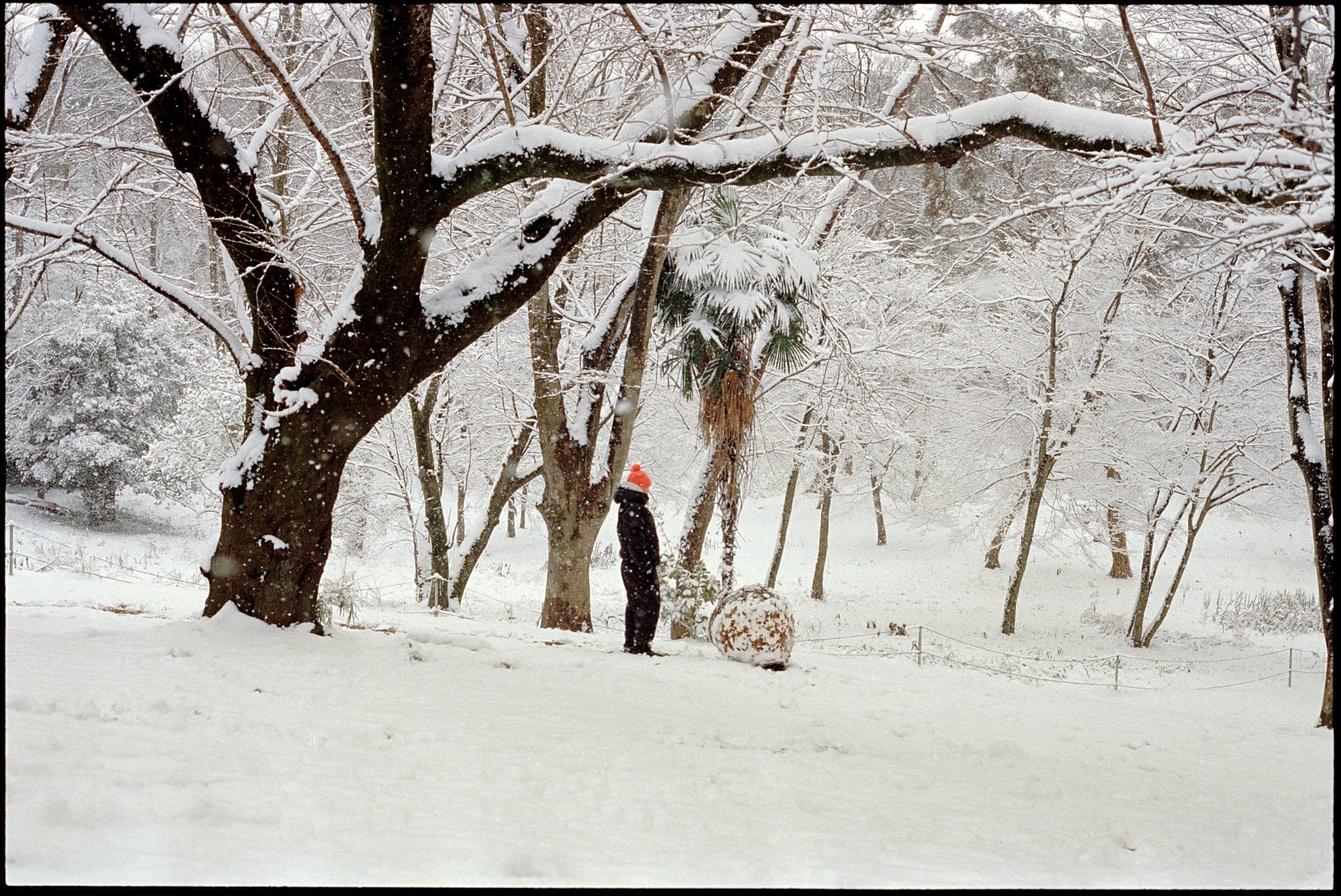 Shiro, image 15